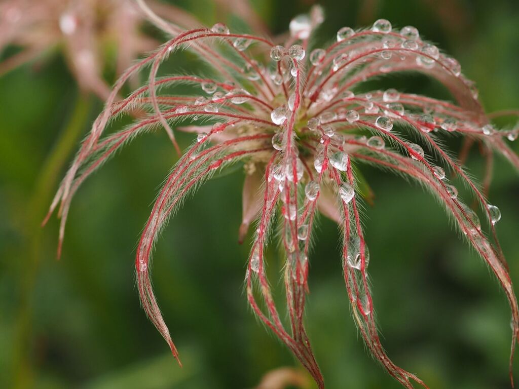 『綿毛のチングルマ』