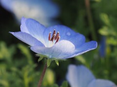 『ネモフィラ咲く』