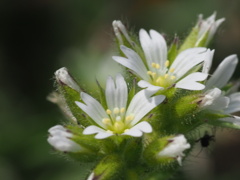 『やさしい―オランダミミナグサ』