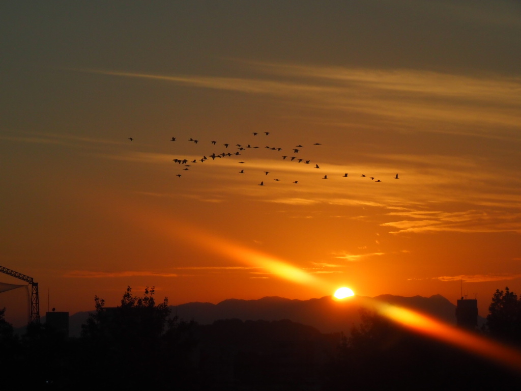 『日没・鳥の群れ』
