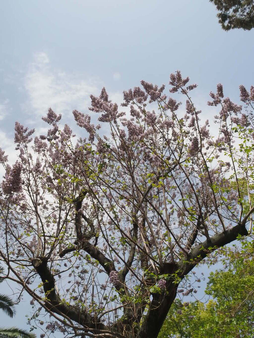 『天高く、馬肥ゆる、キリの花』
