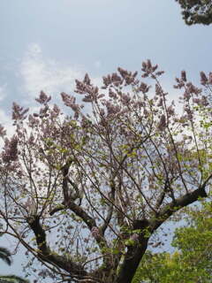 『天高く、馬肥ゆる、キリの花』