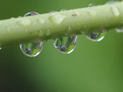 『雨露にアジサイ』