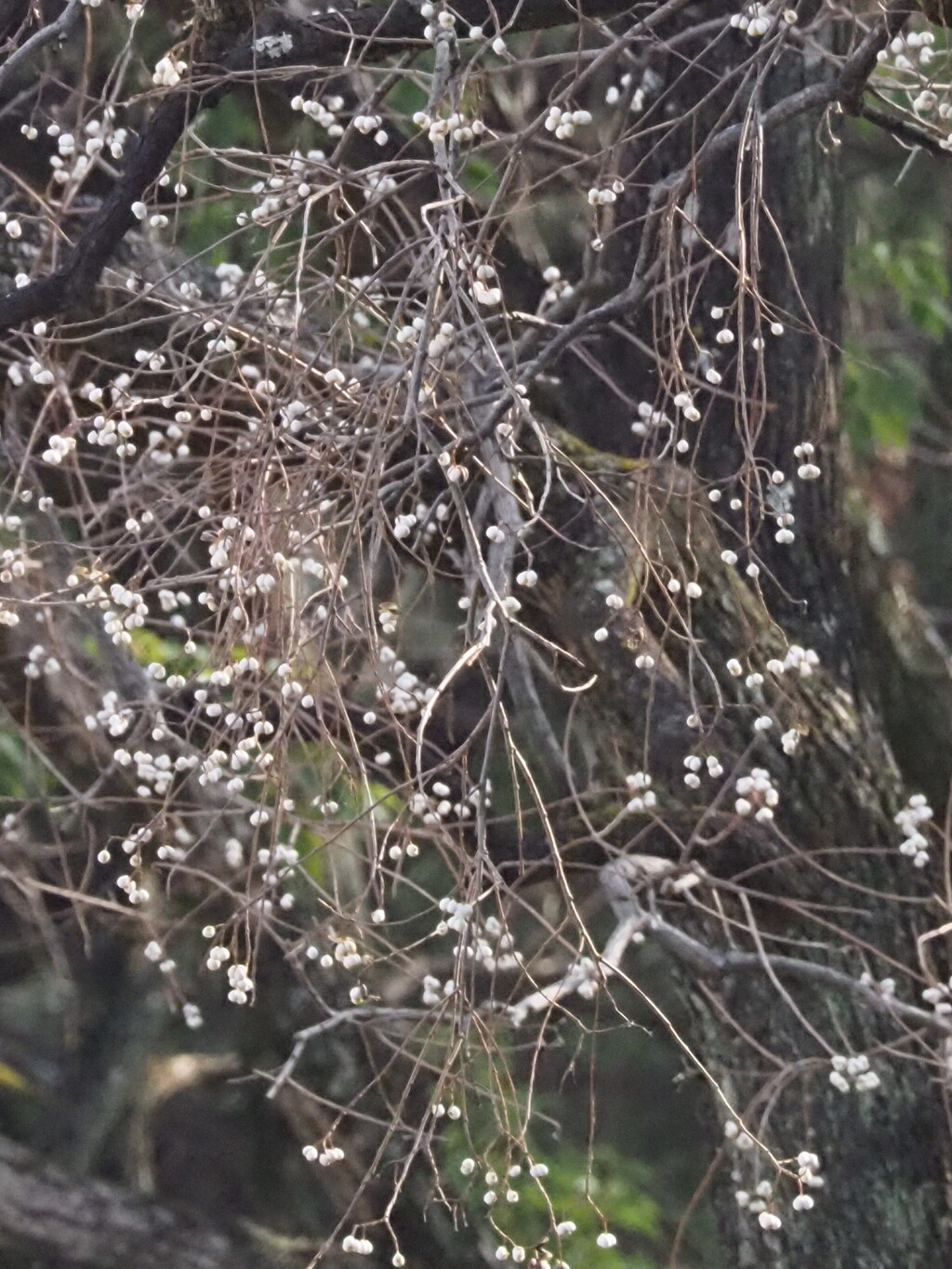 『冬の花――ナンキンハゼの実』