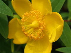 『ふこやかなるキンシバイ』