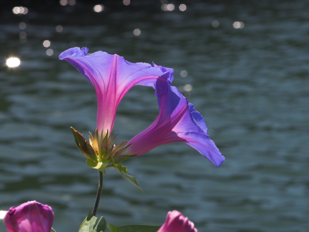 『河畔の朝顔』