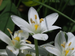 『美しきホソバオオアマナ』