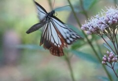 『アサギマダラ飛ぶ』