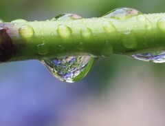 『雨露にアジサイ』