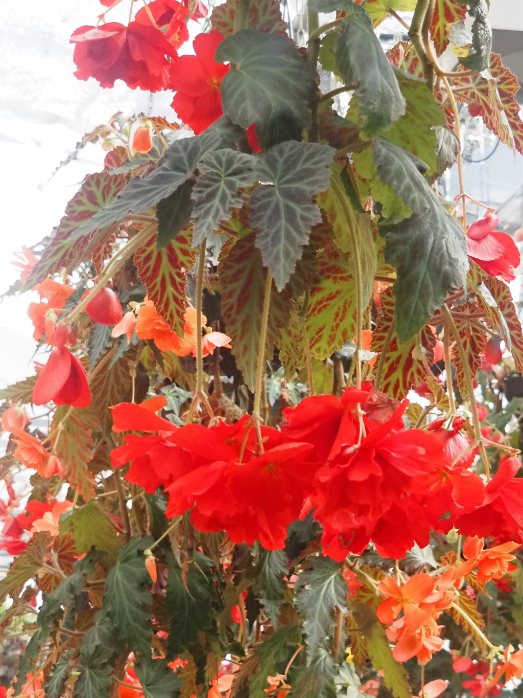 『美しきベゴニア』