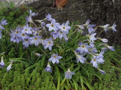 『群生―紫のハナニラ』