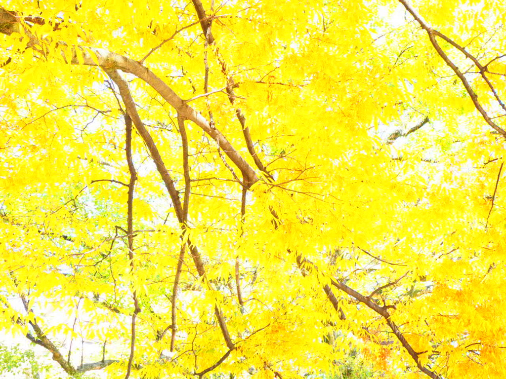 『黄葉・欅』