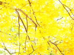 『黄葉・欅』
