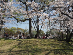 『春らんまん　お花見日和』