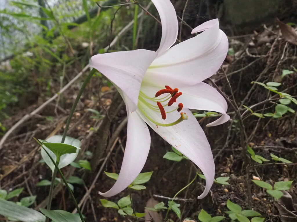 『麗しのササユリ』