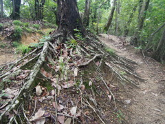 『トレッキングロード』