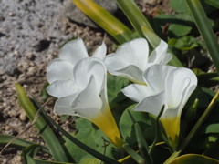 『春・オキザリス咲く』