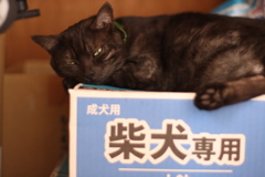 柴犬専用