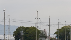 電柱のコウノトリくんたち