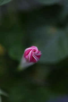 蕾