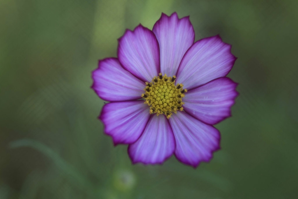 秋桜