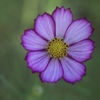 秋桜