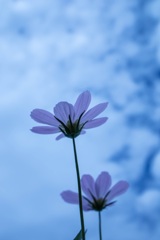 秋の香り
