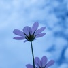 秋の香り
