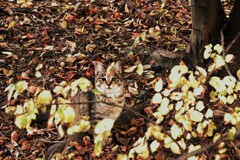 僕．．此処にいるよ　②。。。！