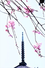 想い出桜．．櫻と五重塔（２）。。。！