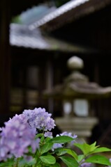 神社の紫陽花　①。。。！