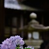神社の紫陽花　①。。。！