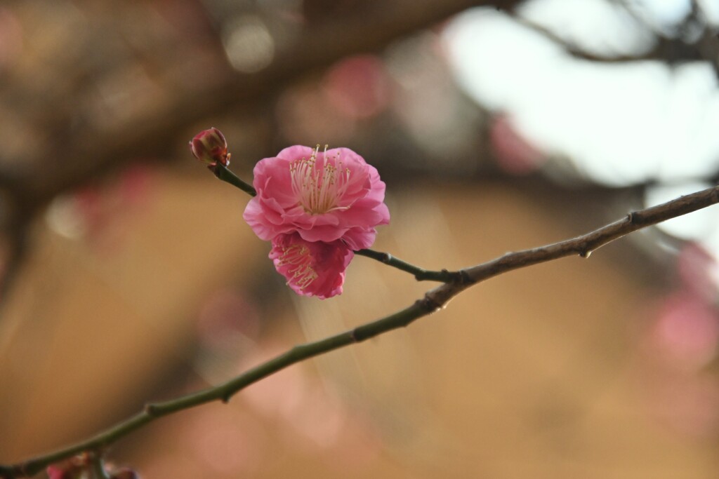 庚申庵の春花　①。。。！