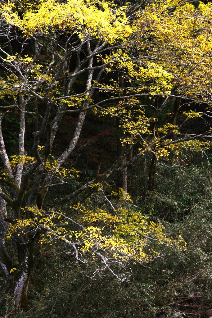 一瞬の美しさ　➂。。。！