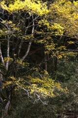 一瞬の美しさ　➂。。。！