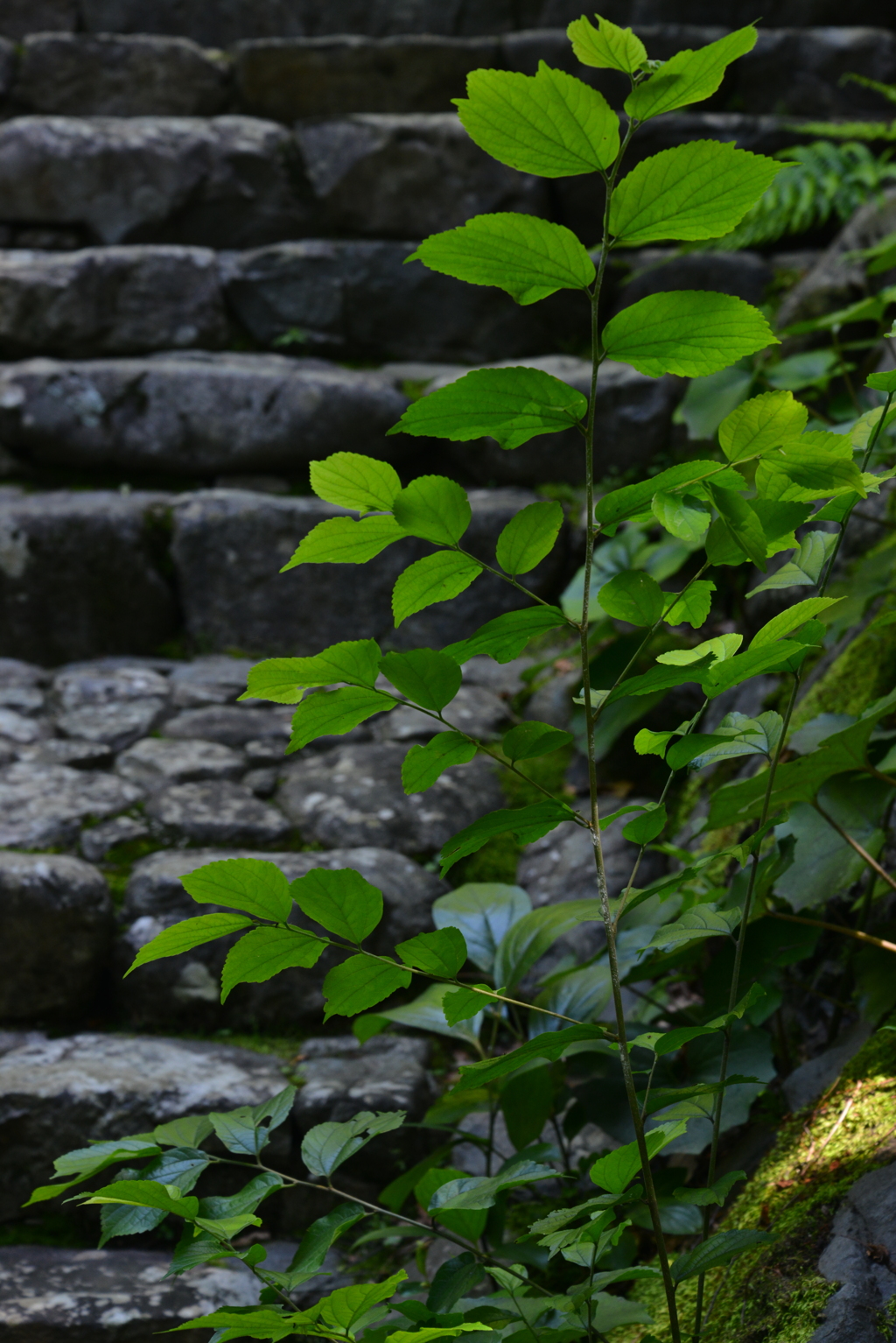 深緑が目に染みる　③。。。！