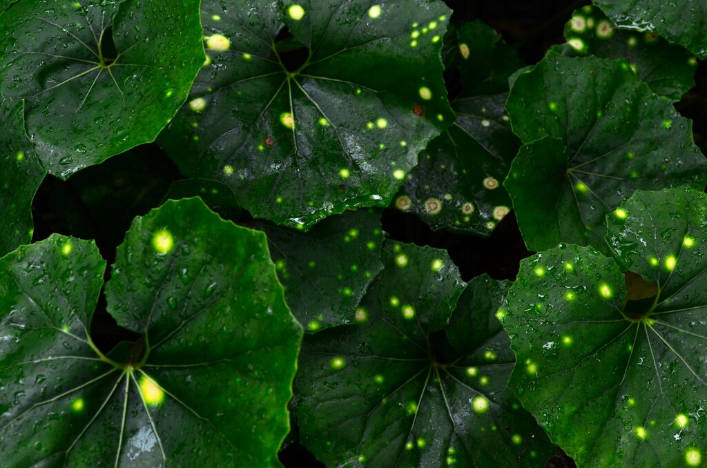 みどりの星屑。。。！