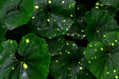 みどりの星屑。。。！