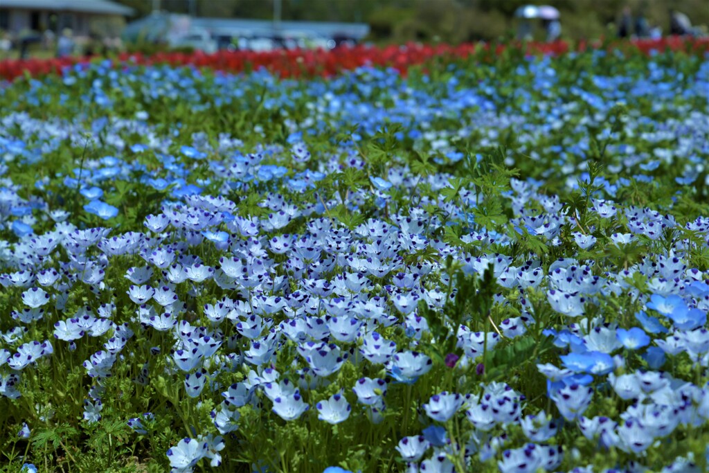 花盛り　②。。。！