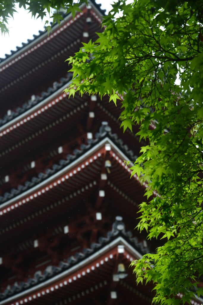 小雨の竹林寺　①。。。！