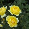 福山バラ公園　①。。。！