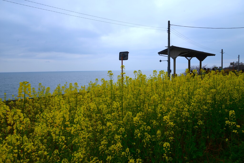下灘駅と菜の花　②。。。！