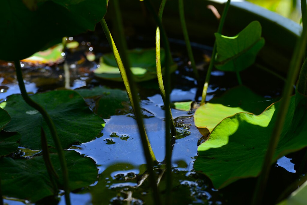夏色の蓮畑　②。。。！