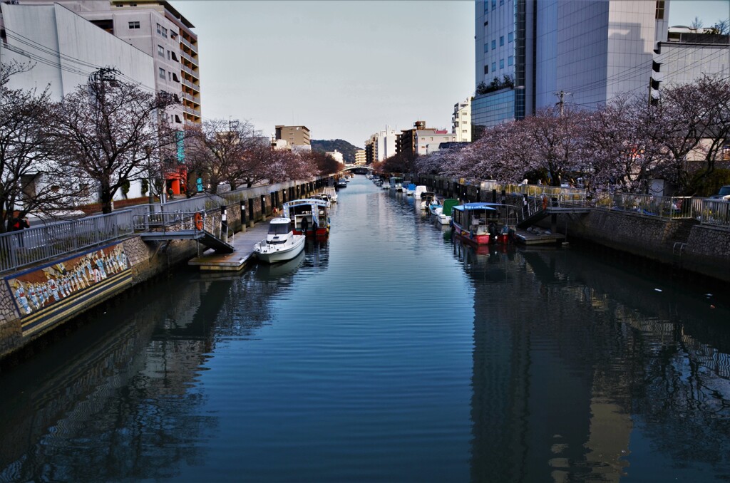 運河沿いの春。。。！