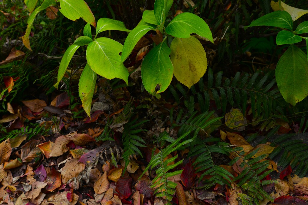 里の秋　④。。。！