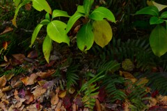 里の秋　④。。。！