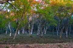 稲荷山の紅葉　➁。。。！