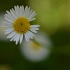 夏．．野に咲く花のように。。。！