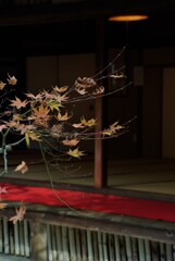 枯れても華。。。！