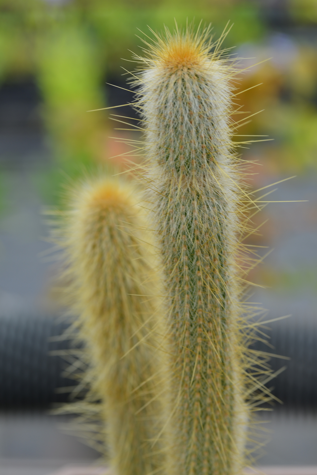 サンバのリズムがお似合いです　⑤。。。！